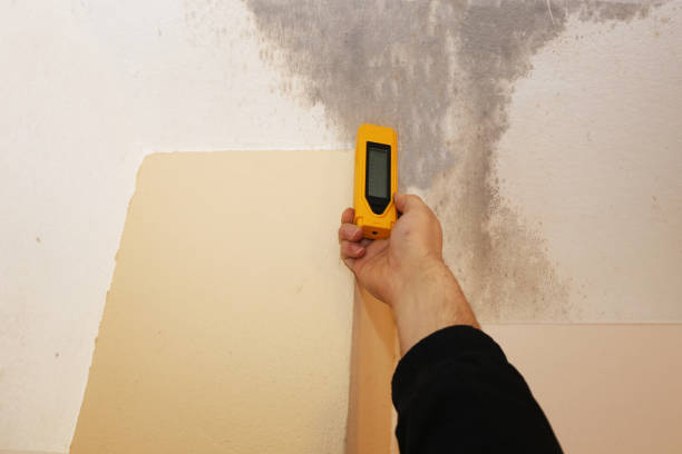 Best Comprehensive Air Testing for Mold Contaminants  in Wyandotte, MI