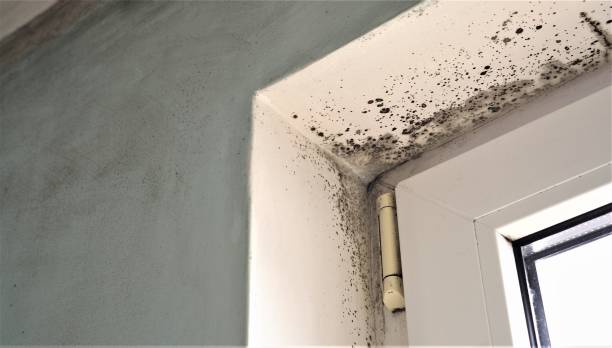 Best Commercial Mold Inspection  in Wyandotte, MI