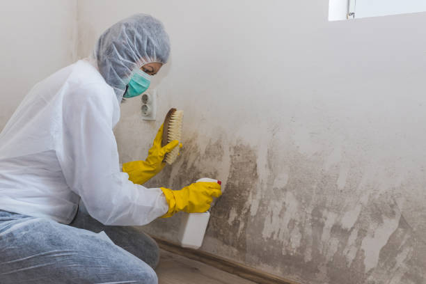 Trusted Wyandotte, MI Mold Removal Experts