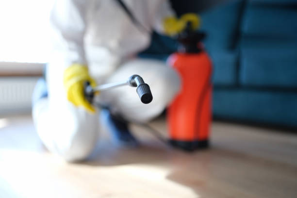 Best Attic Mold Removal  in Wyandotte, MI