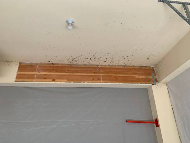 Best Forensic Mold Investigation  in Wyandotte, MI